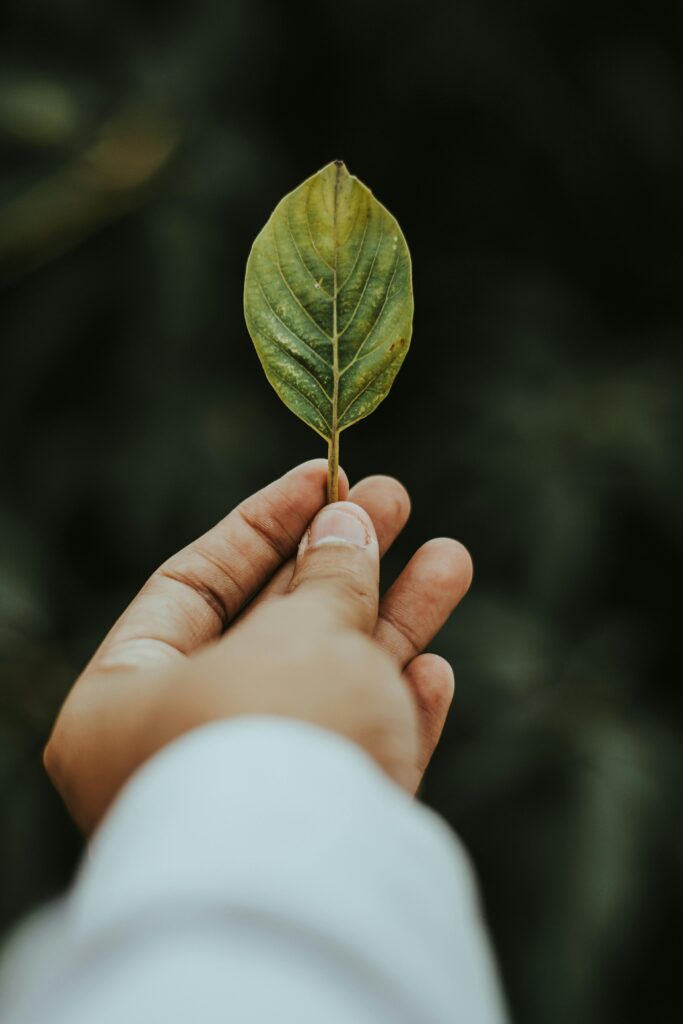 A hand gently holds a green leaf, symbolizing connection with nature and simplicity.